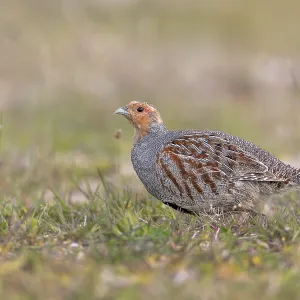 A grey partridge (Perdix perdix) cock looking for food A grey partridge (Perdix perdix) cock looking for food