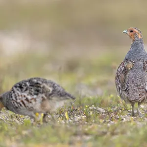 While the grey partridge (Perdix perdix) cock often stays put and keeps watch While the grey partridge (Perdix perdix) cock often stays put and keeps watch