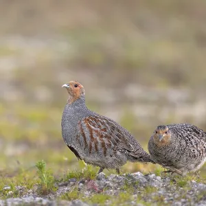 While the grey partridge (Perdix perdix) cock often stops and watches While the grey partridge (Perdix perdix) cock often stops and watches