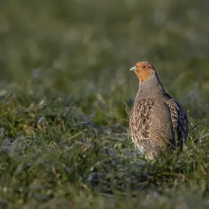 A grey partridge (Perdix perdix) enjoys the warming morning sun A grey partridge (Perdix perdix) enjoys the warming morning sun