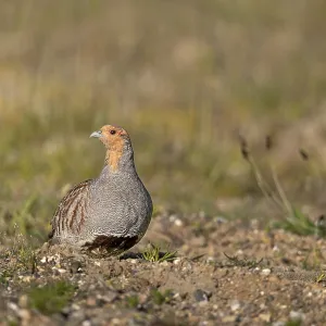 The grey partridge (Perdix perdix) is perfectly adapted to its original habitat The grey partridge (Perdix perdix) is perfectly adapted to its original habitat