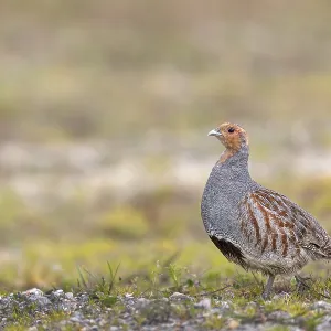 A grey partridge (Perdix perdix) in spring with the typical dark breast patch A grey partridge (Perdix perdix) in spring with the typical dark breast patch