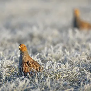 Grey partridges (Perdix perdix) Grey partridges (Perdix perdix)