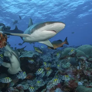 Grey Reef Shark Chases Indo-Pacific Sergeant Print Grey Reef Shark Chases Indo-Pacific Sergeant Print