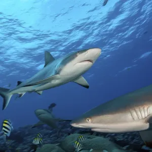Grey Reef Shark Print - Pacific Ocean Grey Reef Shark Print - Pacific Ocean