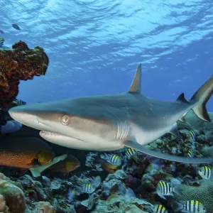 Grey Reef Shark Print - Underwater Close-up, Pacific Ocean Grey Reef Shark Print - Underwater Close-up, Pacific Ocean