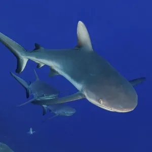 Grey Reef Sharks Swimming Through Coral Reef Print Grey Reef Sharks Swimming Through Coral Reef Print