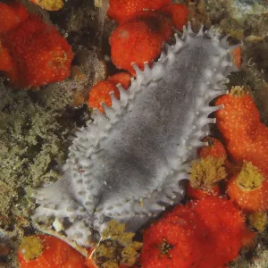 Grey sea cucumber with spines, Cape Town sea cucumber (Hemiocnus insolens) Grey sea cucumber with spines, Cape Town sea cucumber (Hemiocnus insolens)
