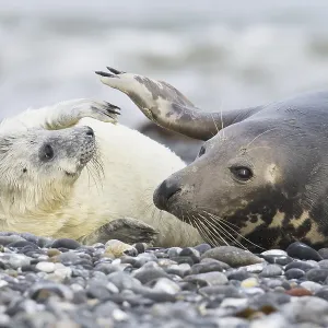 Grey seal, also Atlantic or horsehead seal (Halichoerus grypus) with pup Grey seal, also Atlantic or horsehead seal (Halichoerus grypus) with pup