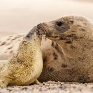 Grey seals (Halichoerus grypus) Grey seals (Halichoerus grypus)