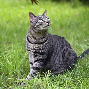 Grey tabby cat sitting in the grass