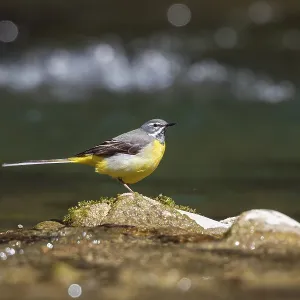 Grey wagtail (Motacilla cinerea)