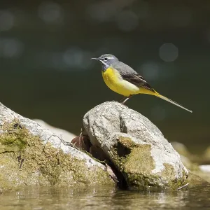 Grey wagtail (Motacilla cinerea)