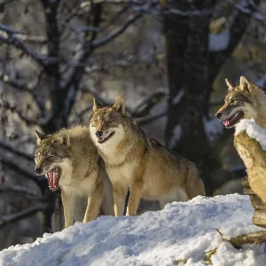 Three grey wolves (Canis lupus lupus) stand on a snow-covered hill behind a fallen tree on a cold Three grey wolves (Canis lupus lupus) stand on a snow-covered hill behind a fallen tree on a cold
