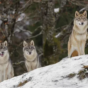 Three grey wolves (Canis lupus lupus) stand on a snow-covered hill behind a fallen tree on a cold