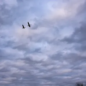 Two greylag geese (ander anser) migrate in front of the evening sky at the wintry Dummer See Two greylag geese (ander anser) migrate in front of the evening sky at the wintry Dummer See