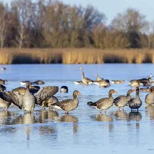 Greylag geese, graylag goose flock (Anser anser) resting in shallow water of lake in winter Greylag geese, graylag goose flock (Anser anser) resting in shallow water of lake in winter