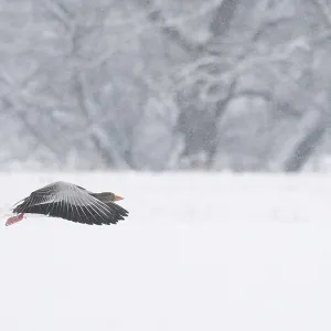A greylag goose (Anser anser) flies just above the snow-covered ground during snowfall A greylag goose (Anser anser) flies just above the snow-covered ground during snowfall