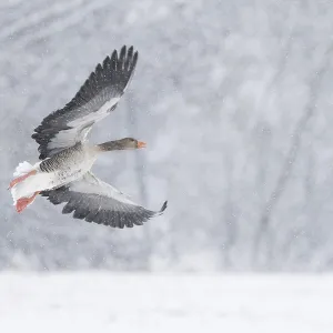A greylag goose (Anser anser) flies through a snowy winter landscape during snowfall A greylag goose (Anser anser) flies through a snowy winter landscape during snowfall