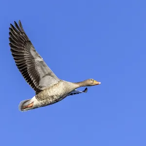 Greylag goose, graylag goose (Anser anser) flying against blue sky in winter Greylag goose, graylag goose (Anser anser) flying against blue sky in winter