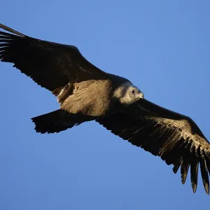 A griffon vulture glides effortlessly across a clear blue sky A griffon vulture glides effortlessly across a clear blue sky