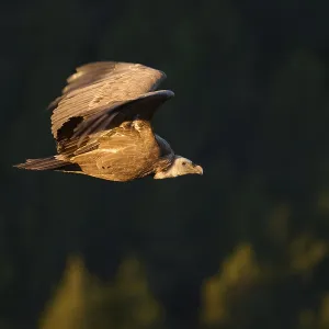 A griffon vulture gliding gracefully over a forested area A griffon vulture gliding gracefully over a forested area