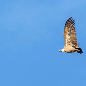 A griffon vulture (Gyps fulvus) flies on a sunny day against a grey sky