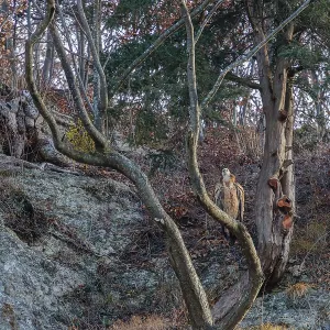 A griffon vulture (Gyps fulvus) rest high up in tree