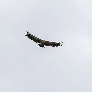 Griffon vulture (Gyps fulvus), utilising thermals over the Gotthard