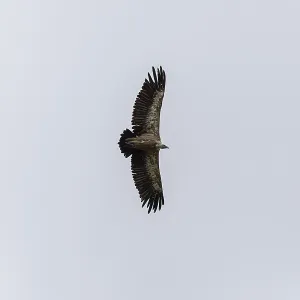 Griffon vulture (Gyps fulvus), utilising thermals over the Gotthard