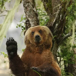 Collections: Funny Animals DE