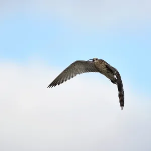 GroBer Brachvogel, Numenius arquata, e:European curlew<br> Großer Brachvogel, Numenius arquata, e:European curlew GroBer Brachvogel, Numenius arquata, e:European curlew<br> Großer Brachvogel, Numenius arquata, e:European curlew