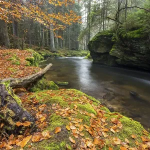 Grosser Regen river, autumn, Bavarian Forest National Park Grosser Regen river, autumn, Bavarian Forest National Park