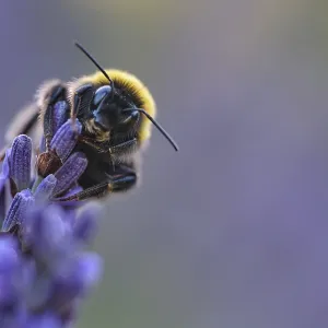 Ground bumblebee (Bombus terrestris) collecting nectar in lavender (Lavendula)