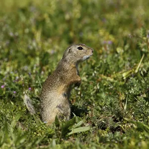 Ground squirrel, Spermophilus, eating
