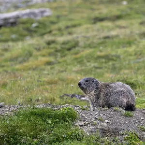 Groundhog, Hohe Tauern National Park