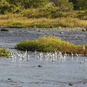 A group of birds on small islands in a river