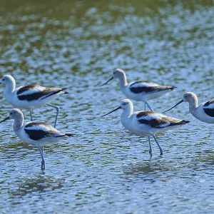 A group of birds stand in shallow water A group of birds stand in shallow water