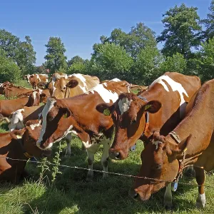 Group of brown cows, pasture, fence