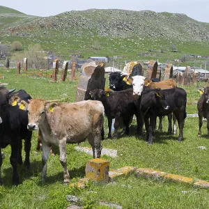 A group of cattle stands in a meadow in front of old gravestones with green hills in the background