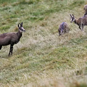 A group of chamois (Rupicapra rupicapra) standing in a meadow