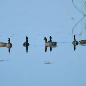Group of coots swimming in clear blue water with soft reflections Group of coots swimming in clear blue water with soft reflections