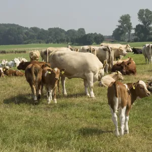 A group of cows is standing and lying on a green pasture surrounded by trees under a clear sky A group of cows is standing and lying on a green pasture surrounded by trees under a clear sky