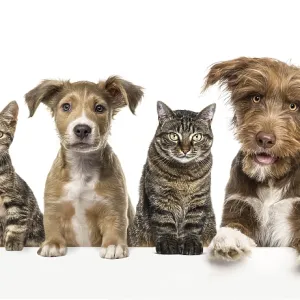 Group of dogs and cats leaning together on a empty web banner to place text