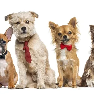 Group of dogs and cats in front of a white background