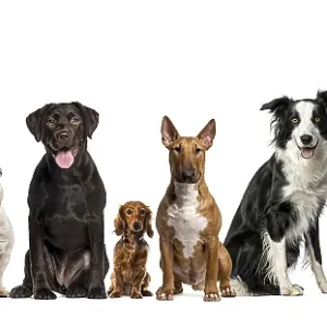 Group of dogs facing camera, isolated on white Group of dogs facing camera, isolated on white