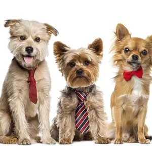 Group of dogs in front of a white background