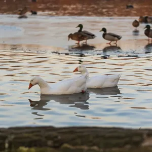 A group of ducks relaxing on icy water as the sun sets A group of ducks relaxing on icy water as the sun sets