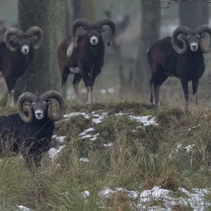 A group of European mouflon rams (Ovis gmelini) on a cloudy winter day A group of European mouflon rams (Ovis gmelini) on a cloudy winter day