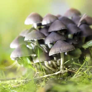 Group of fungi (probably Psathyrella pygmaea)